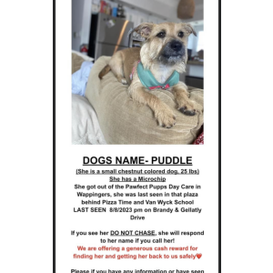 Image of Puddle, Lost Dog