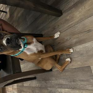 Lost Dog Bella or BB