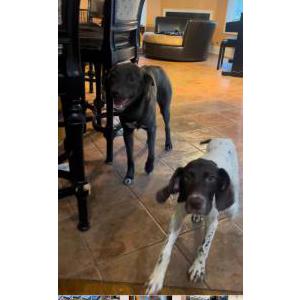 Lost Dog Bowzer