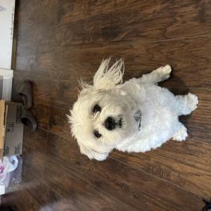 Lost Dog Pickles
