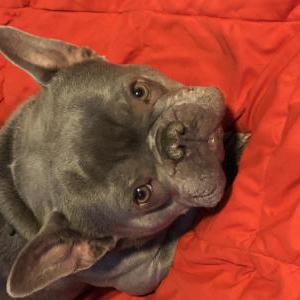Lost Dog Lucifer molinari