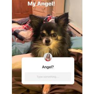 Lost Dog Angel