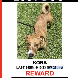 Lost Dog Kora