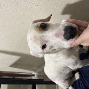 Found Dog Unknown