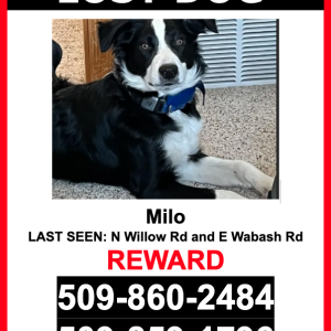 Lost Dog Milo