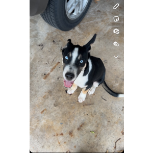 Found Dog Unknown