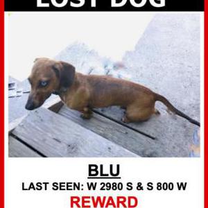 Lost Dog Blu
