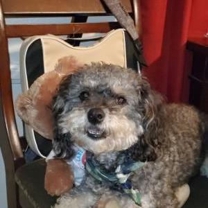 Lost Dog MALTIPOO