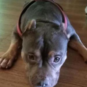 Found Dog Unknown