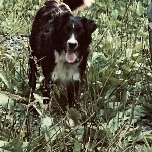 Found Dog Unknown