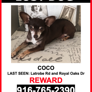 Lost Dog Coco