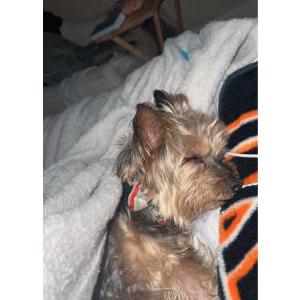 Image of sky powell, Lost Dog