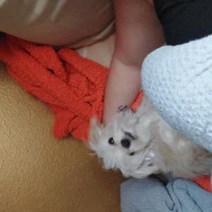 2nd Image of Gizzy, Lost Dog