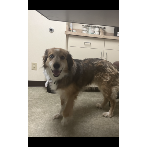 Lost Dog Eros