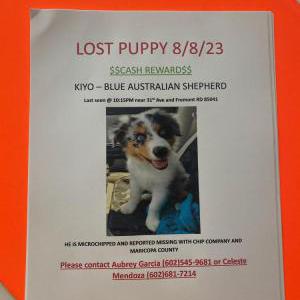 Lost Dog Kiyo