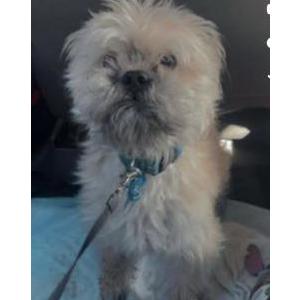 Image of Chocolate, Lost Dog
