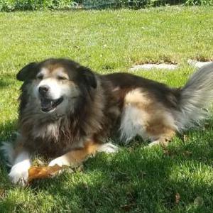 Lost Dog Leevi
