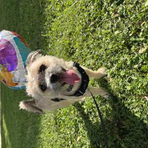 Lost Dog Ginger