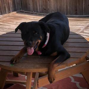 Image of Mazikeen, Lost Dog