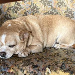 Lost Dog Mikey
