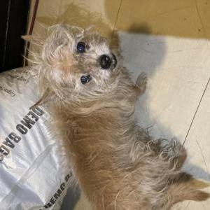 Found Dog Unknown