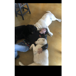 Image of Molly, Lost Dog