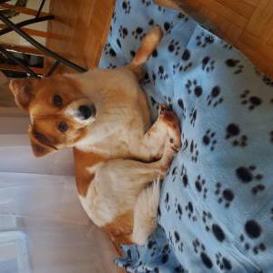 Lost Dog Zorro