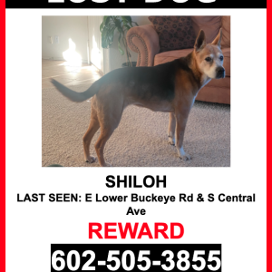 Lost Dog Shiloh
