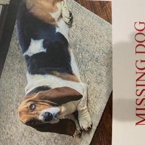 Lost Dog Woody