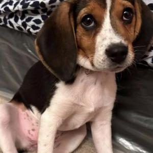 Lost Dog Juno