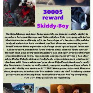 Lost Dog Skiddy