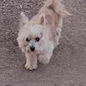 Lost Dog Gizmo