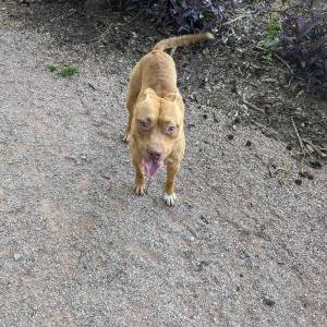 Image of Unknown, Found Dog