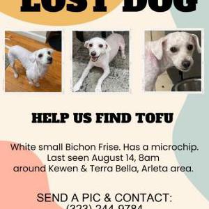 Lost Dog Tofu