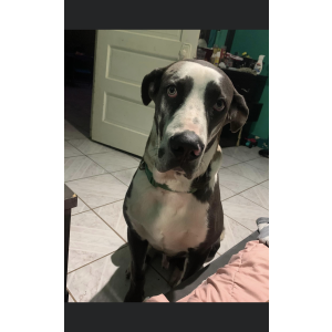 Lost Dog Venom