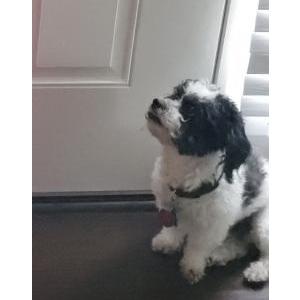 Lost Dog Bailey