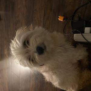 Lost Dog Lola