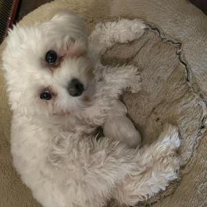 Lost Dog Esperanza