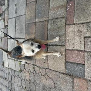 Lost Dog Pongky