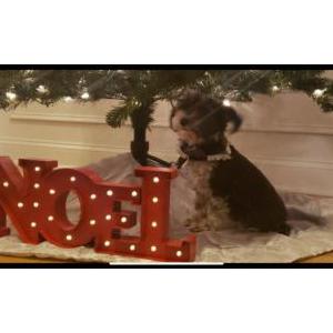 2nd Image of Oreo, Lost Dog