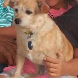 Lost Dog Duke