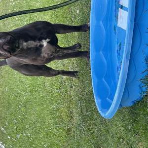 Lost Dog Marvel