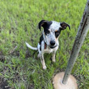 Lost Dog Hank