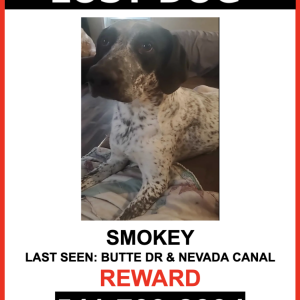 Image of Smokey, Lost Dog