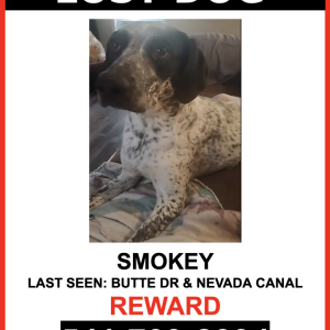Lost Dog Smokey