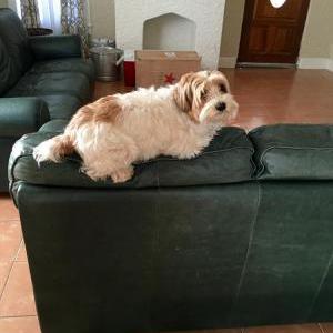 Lost Dog Tito