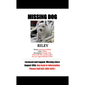 Lost Dog Riley