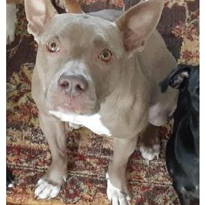 Image of ORIANNA, Lost Dog