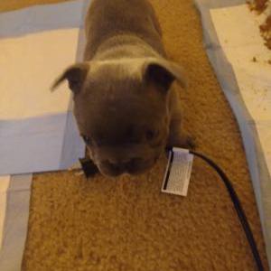 2nd Image of Rascal & Runtz, Lost Dog