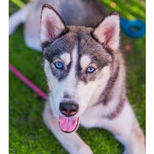 Lost Dog Eli